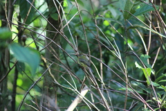 Empidonax flavescens