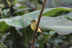 Empidonax flavescens