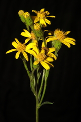 Senecio ferreyrae