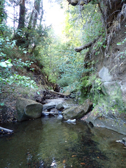 Gasterosteus aculeatus