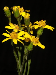 Senecio ferreyrae