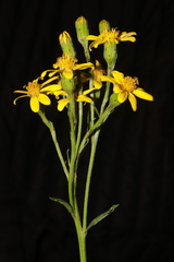 Senecio ferreyrae