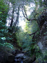 Gasterosteus aculeatus