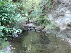 Gasterosteus aculeatus