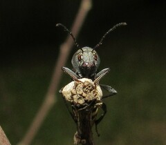 Mecometopus centurio