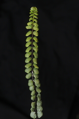 Asplenium monanthes