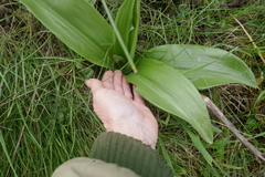 Himantoglossum robertianum