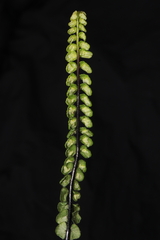 Asplenium monanthes