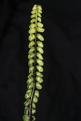 Asplenium monanthes