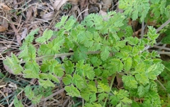Chaerophyllum tainturieri