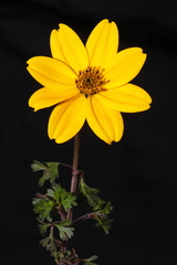 Bidens andicola