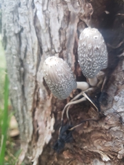 Coprinellus flocculosus