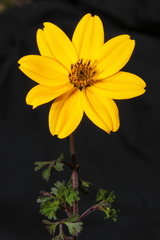 Bidens andicola