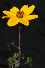 Bidens andicola
