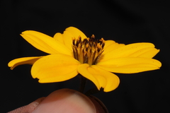 Bidens andicola