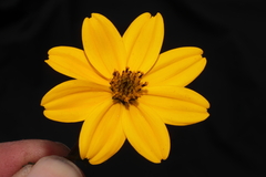 Bidens andicola