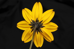 Bidens andicola