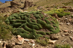 Azorella ruizii