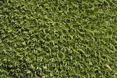 Azorella ruizii