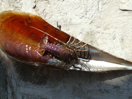 Jastog (Palinurus elephas)