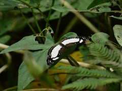 Janatella leucodesma