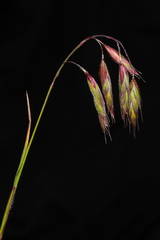 Bromus pitensis