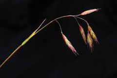 Bromus pitensis