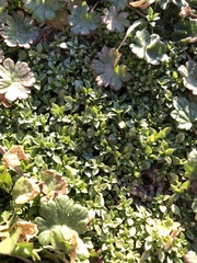 Arenaria serpyllifolia