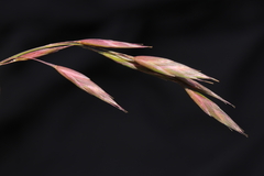 Bromus pitensis