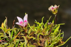 Gentianella cerrateae