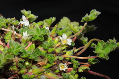 Geranium sessiliflorum