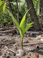 Cocos nucifera
