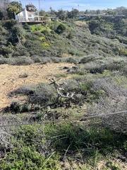 Cylindropuntia prolifera