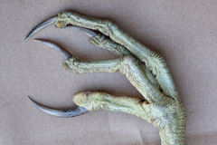 Botaurus poiciloptilus