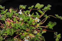 Geranium sessiliflorum