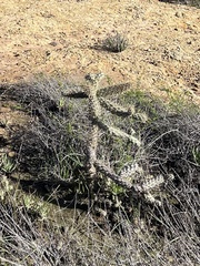 Cylindropuntia prolifera