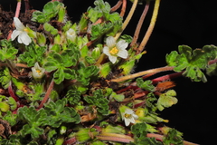 Geranium sessiliflorum