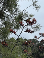 Anthornis melanura
