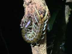 Ethmostigmus rubripes