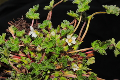 Geranium sessiliflorum