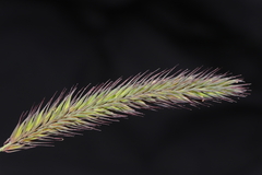 Hordeum muticum