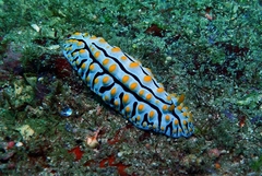 Phyllidia varicosa