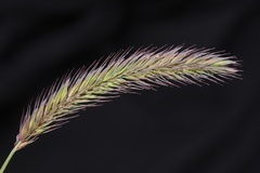 Hordeum muticum
