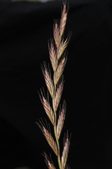 Lolium multiflorum