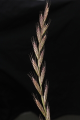 Lolium multiflorum