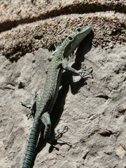 Dalmatolacerta oxycephala