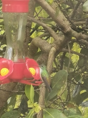 Chrysuronia versicolor