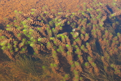 Myriophyllum quitense