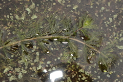 Myriophyllum quitense
