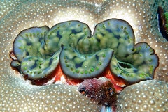 Tridacna maxima